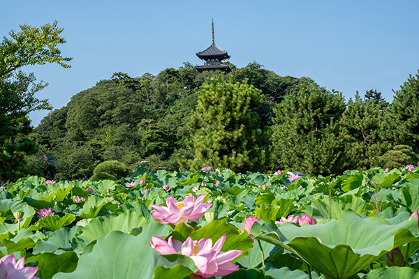 Sankeien Garden Early Morning Lotus Viewing