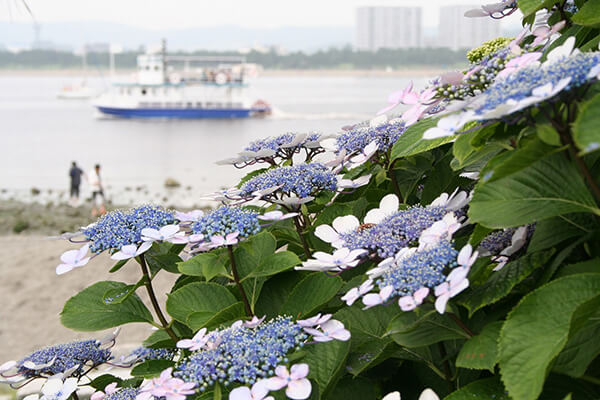 Hakkeijima Hydrangea Festival