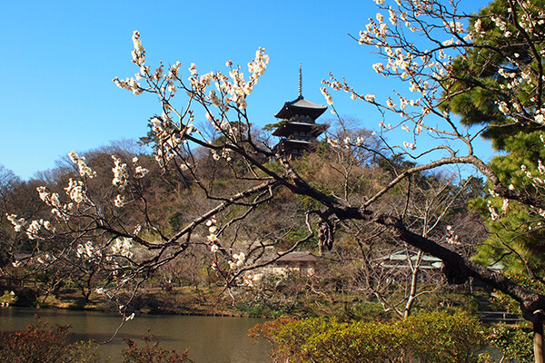 Sankeien Garden Plum Blossoms Viewing
